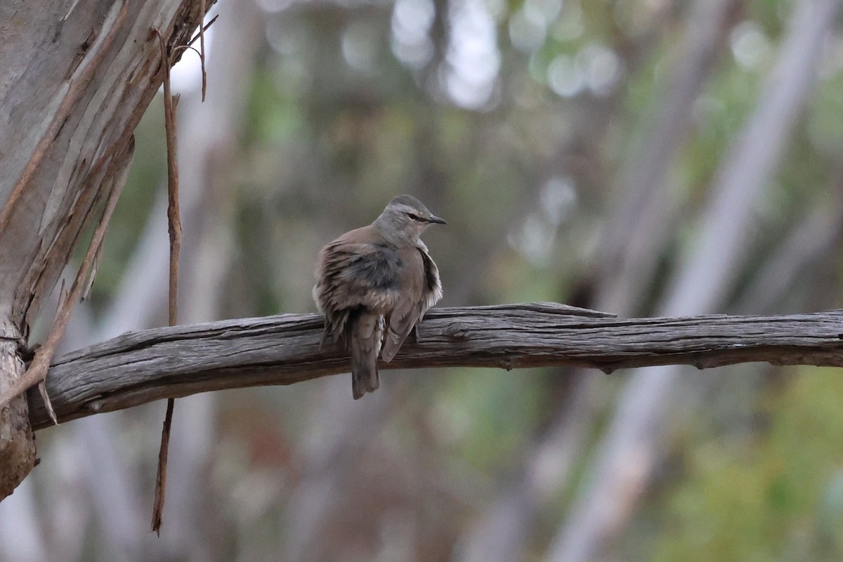 Бурая ложнопищуха - ML646901453