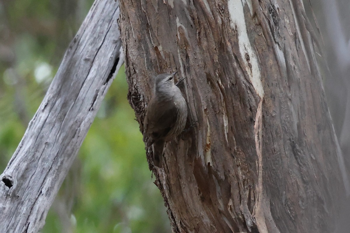 Бурая ложнопищуха - ML646901454