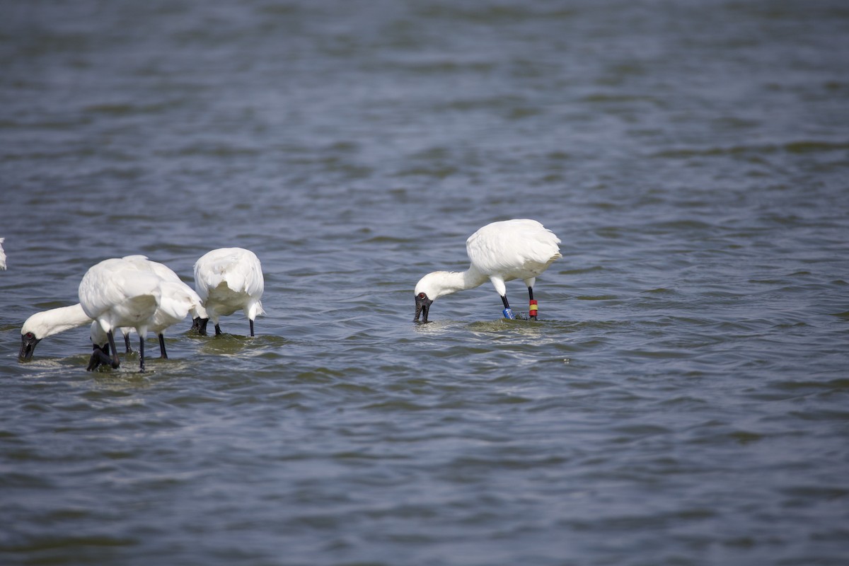 Малая колпица - ML646901455