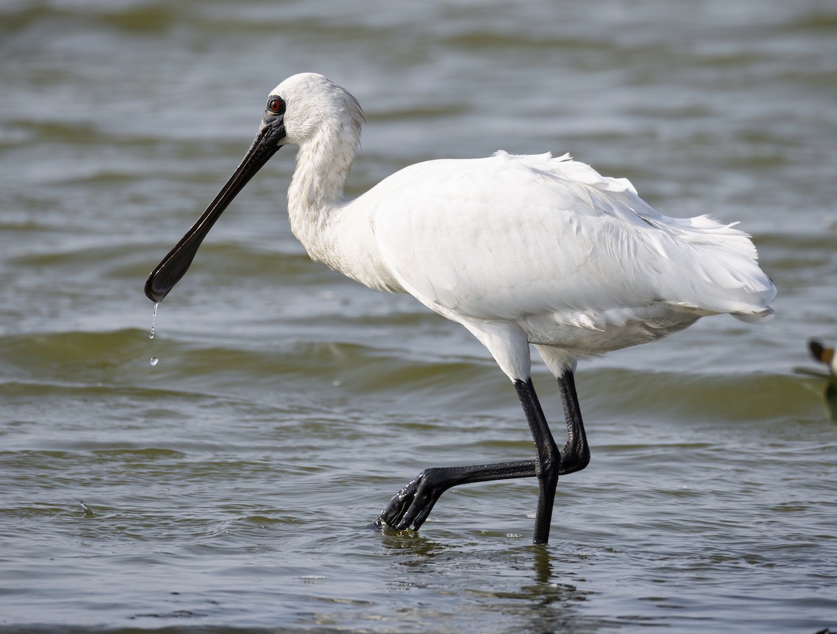 Малая колпица - ML646901456