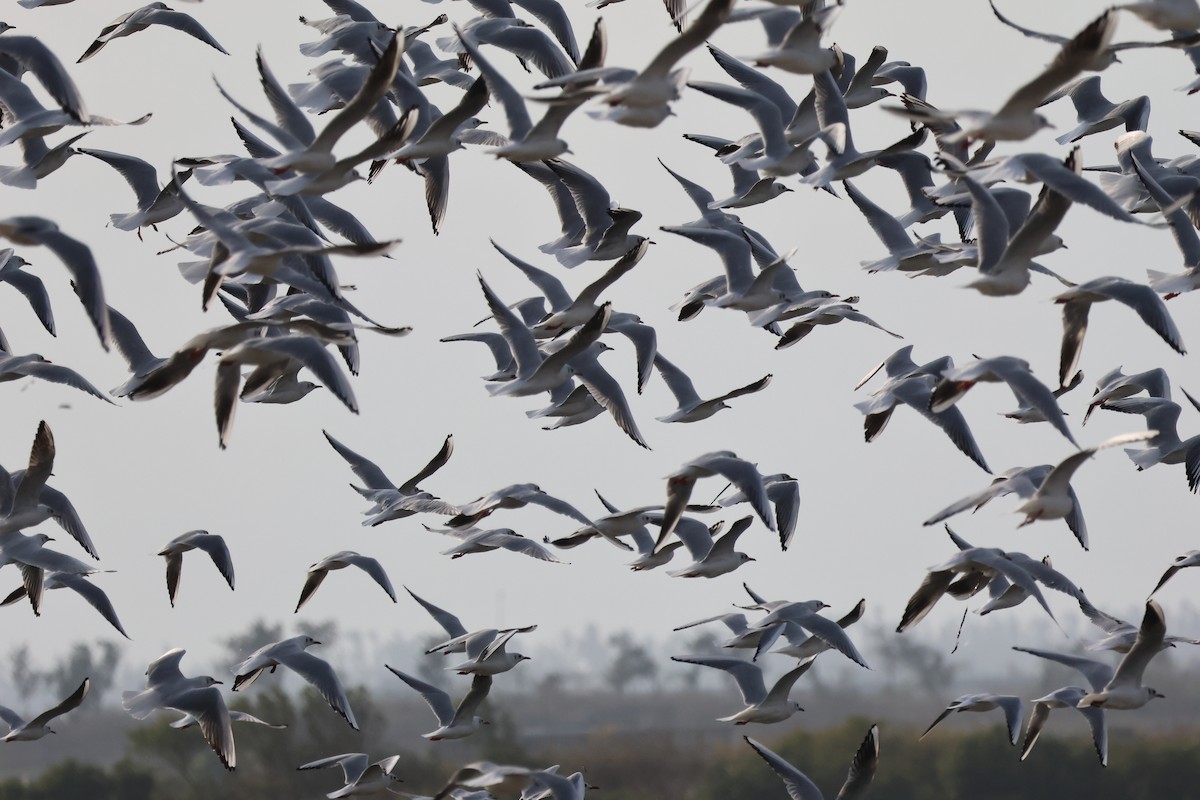 Озёрная чайка - ML646901457