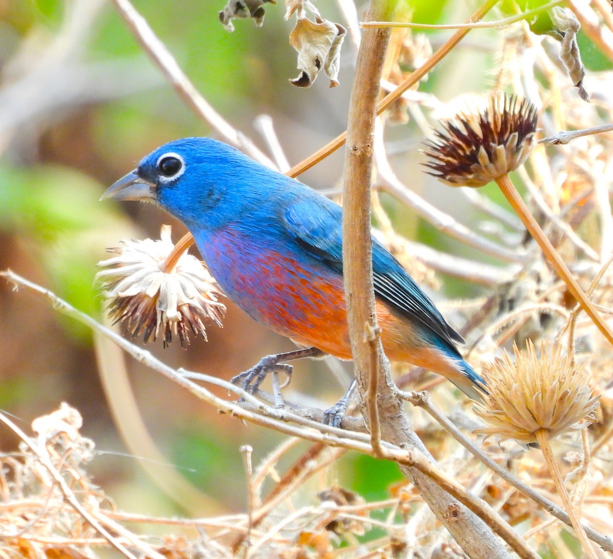 Розовобрюхий колорин - ML646901459