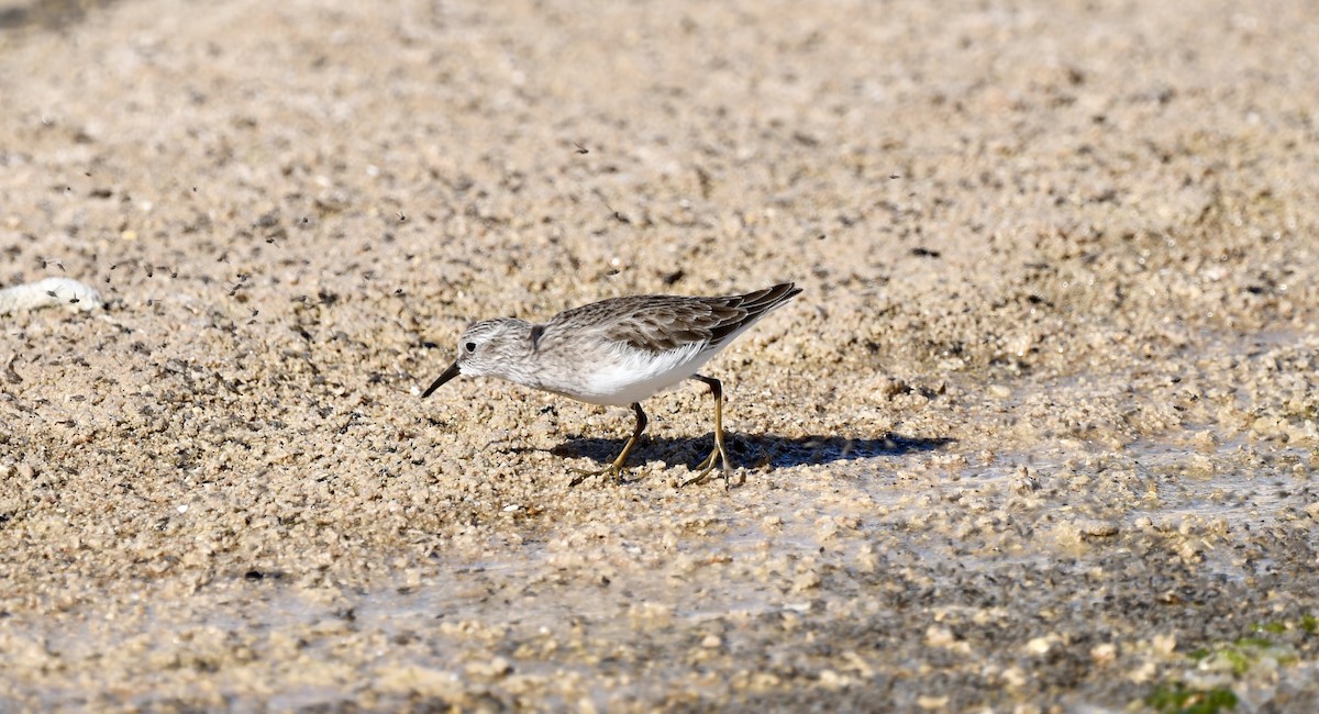 Песочник-крошка - ML646901462