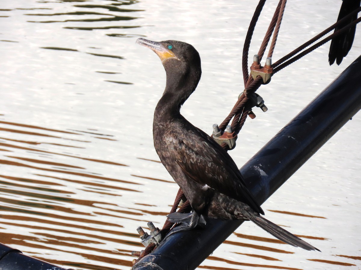 Неотропический баклан - ML646901463