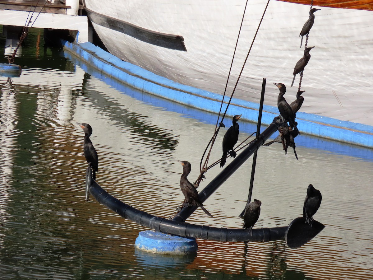 Неотропический баклан - ML646901464