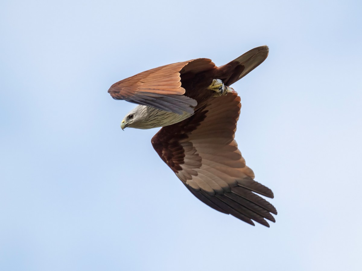 Браминский коршун - ML646901469