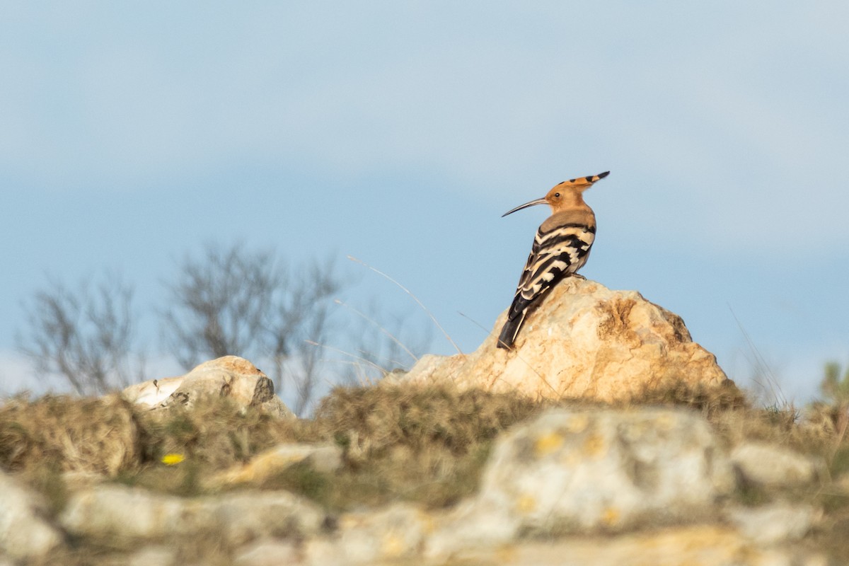 Удод - ML646901470