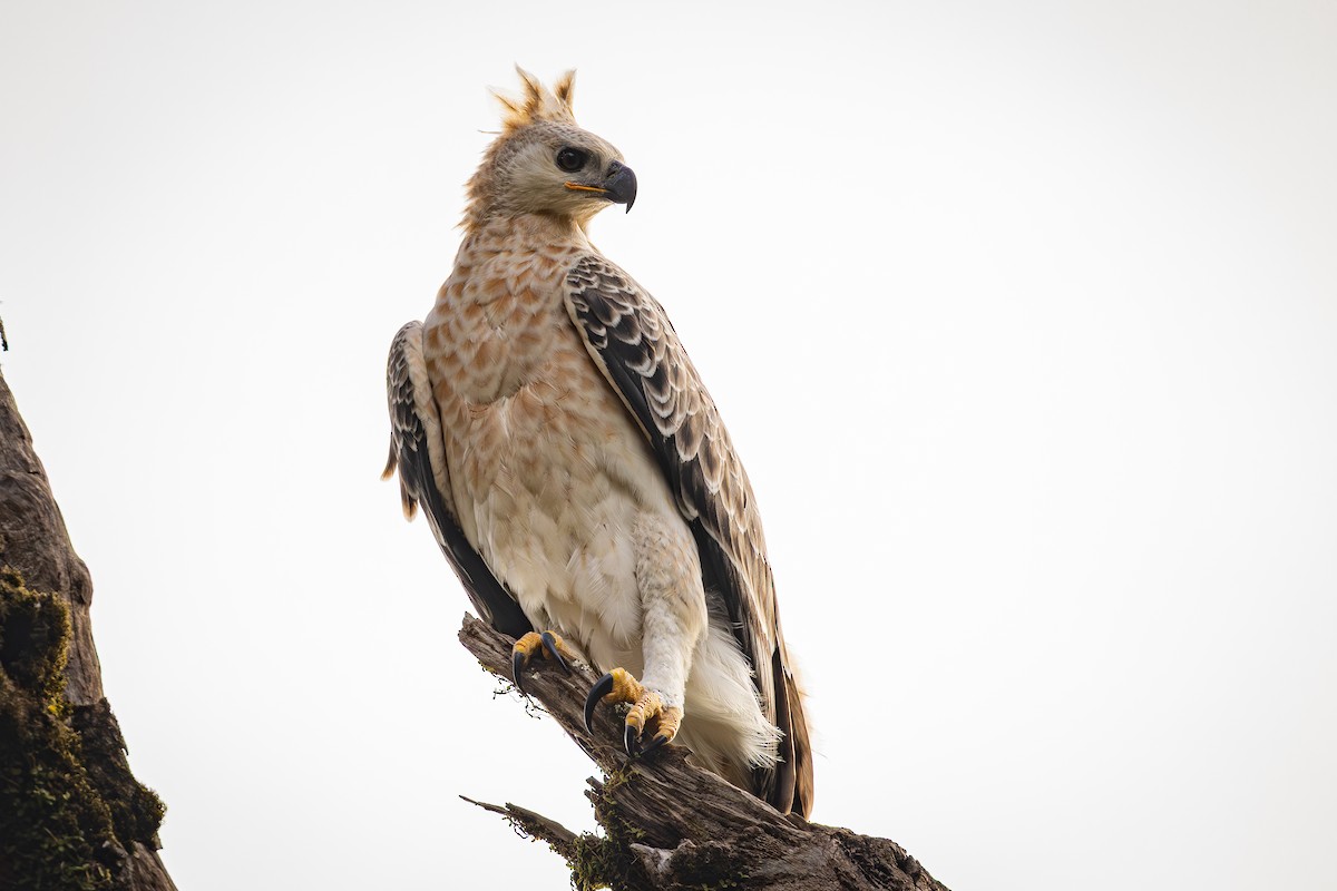 Венценосный орёл - ML646901471