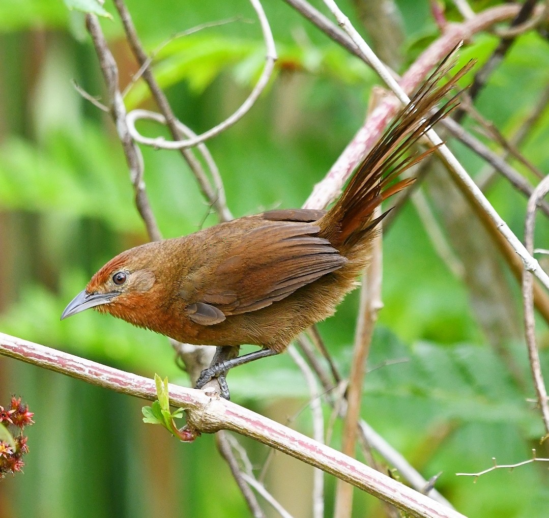 Оранжевобрюхий эспинеро - ML646901472