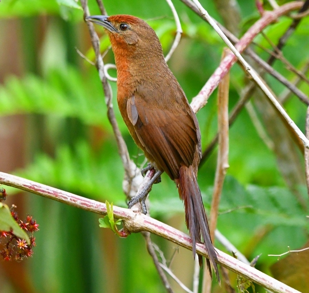 Оранжевобрюхий эспинеро - ML646901473