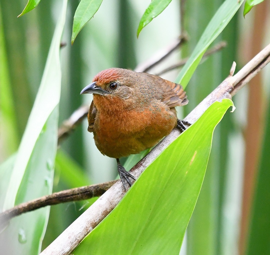 Оранжевобрюхий эспинеро - ML646901474