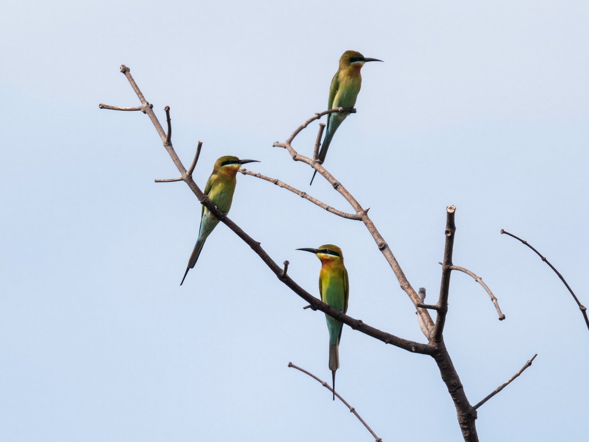 Синехвостая щурка - ML646901475