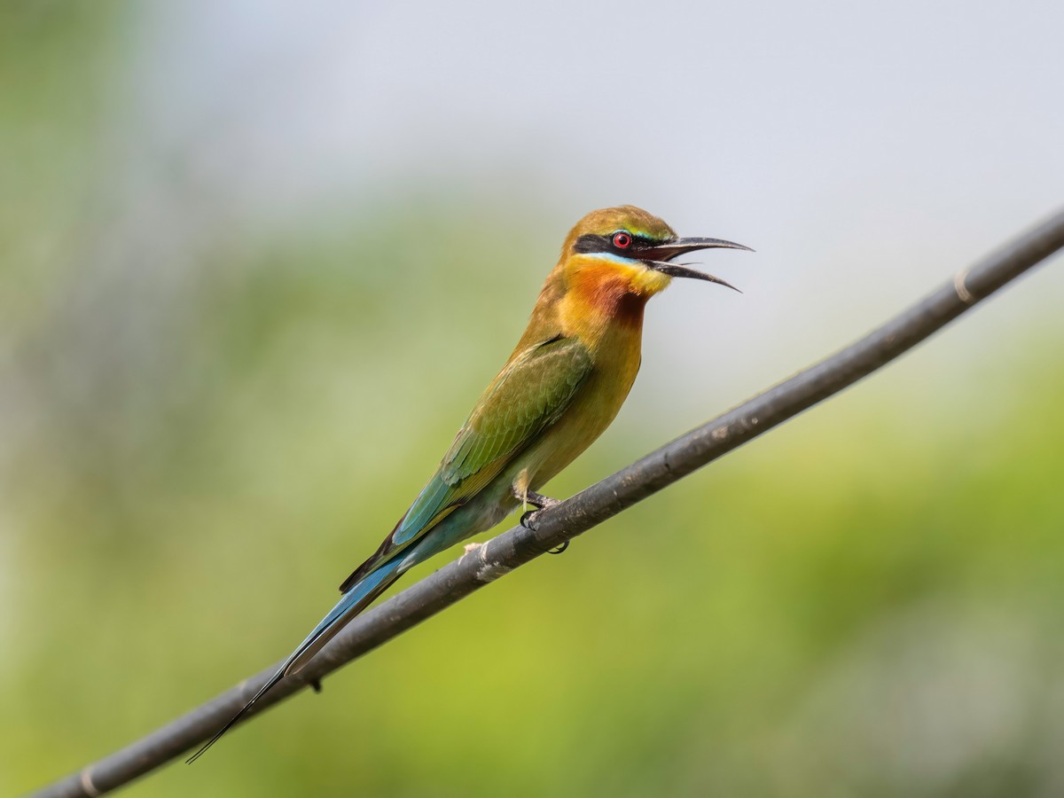 Синехвостая щурка - ML646901476