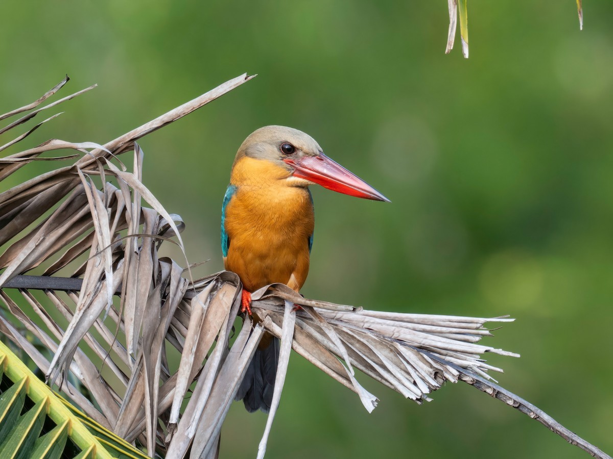 Аистоклювый гуриал - ML646901482