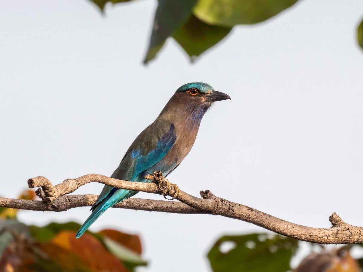 Indochinese Roller - ML646901486