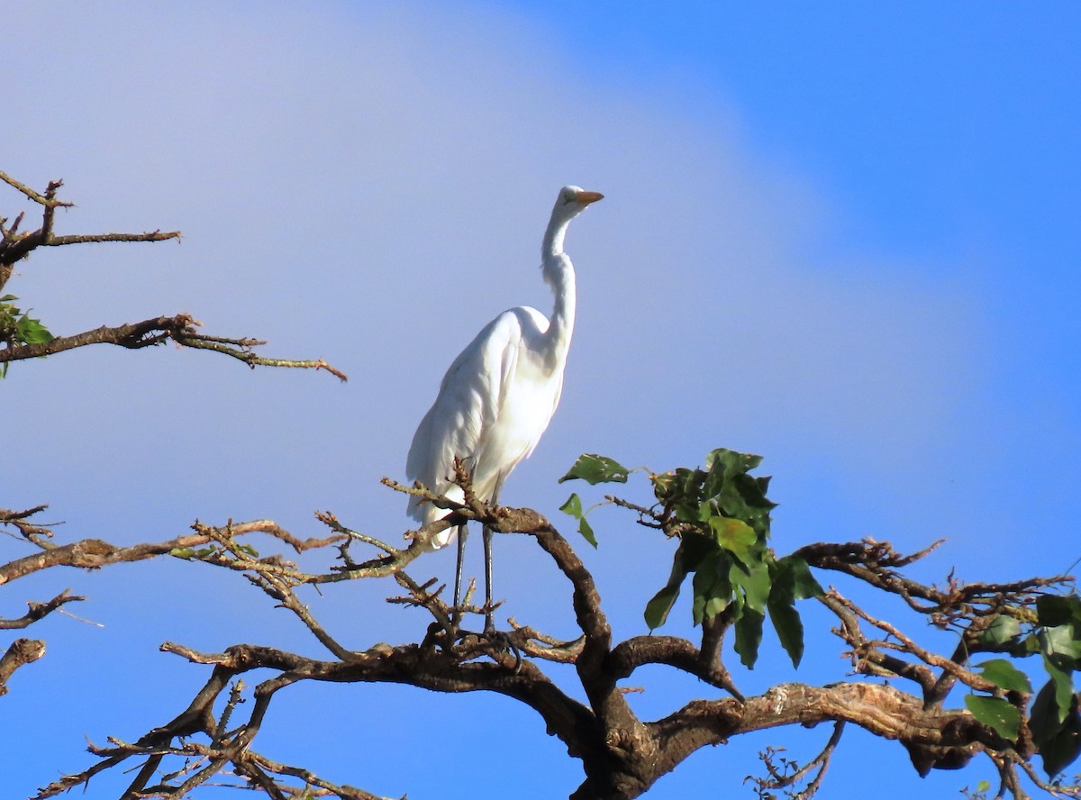 Garceta Grande - ML646901487