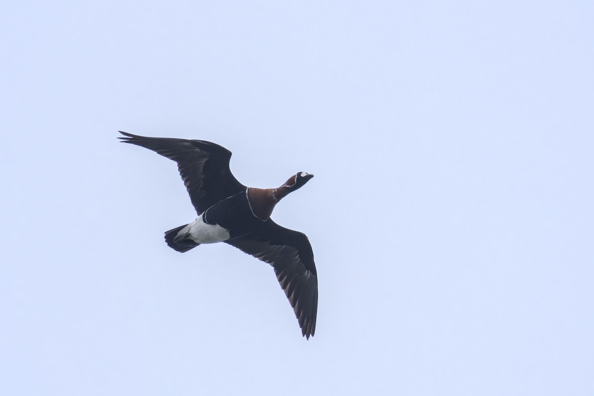 berneška rudokrká - ML646901488