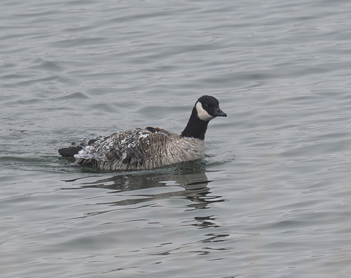 Cackling Goose - ML646901490