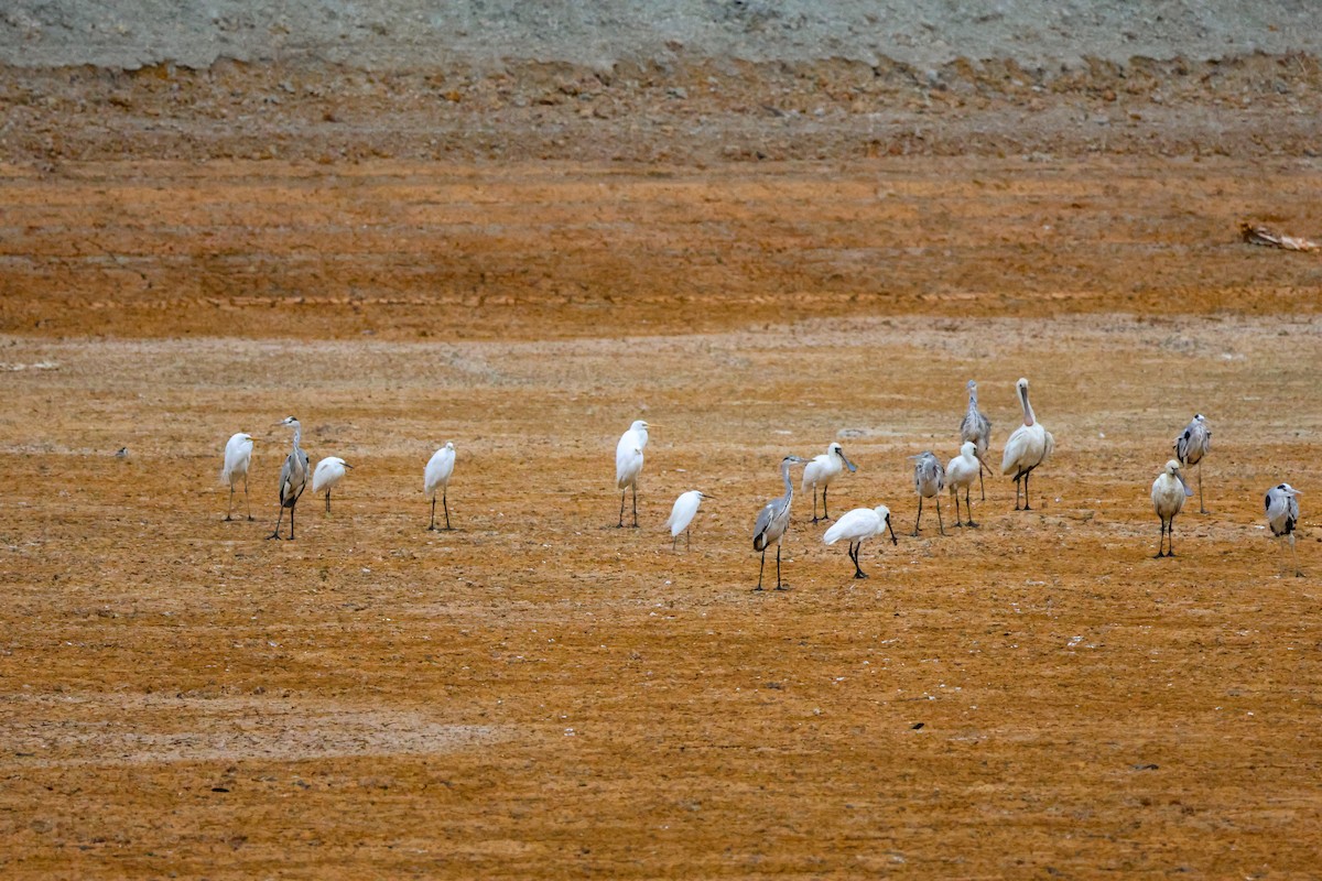 黑面琵鷺 - ML646901491