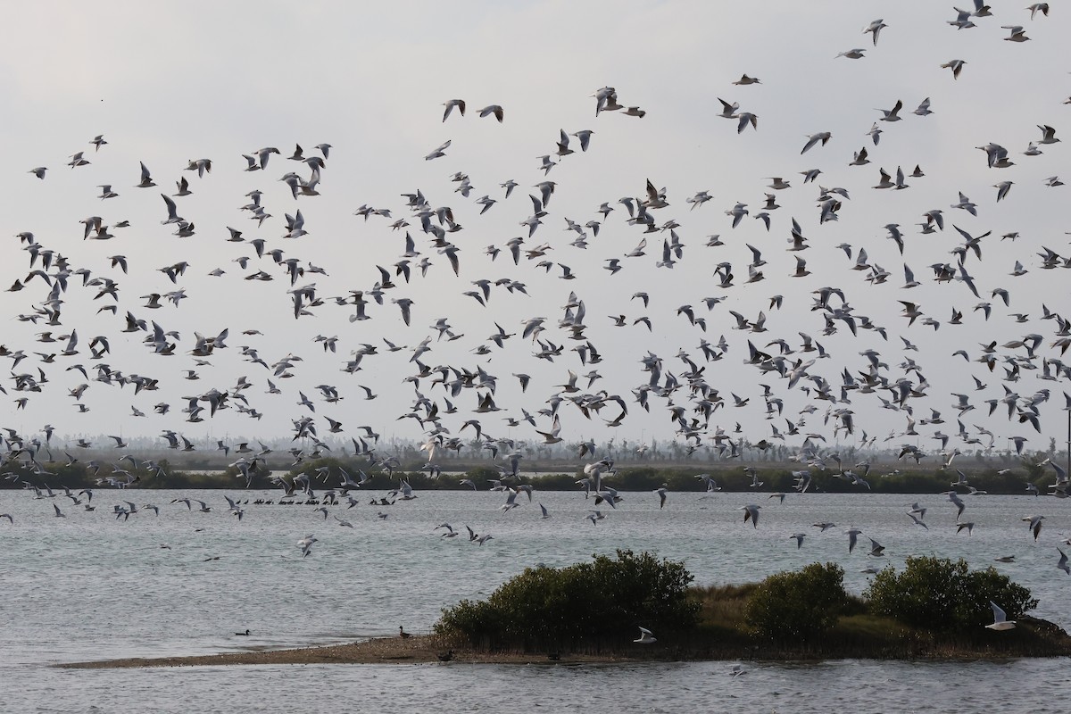 Gaviota Reidora - ML646901495