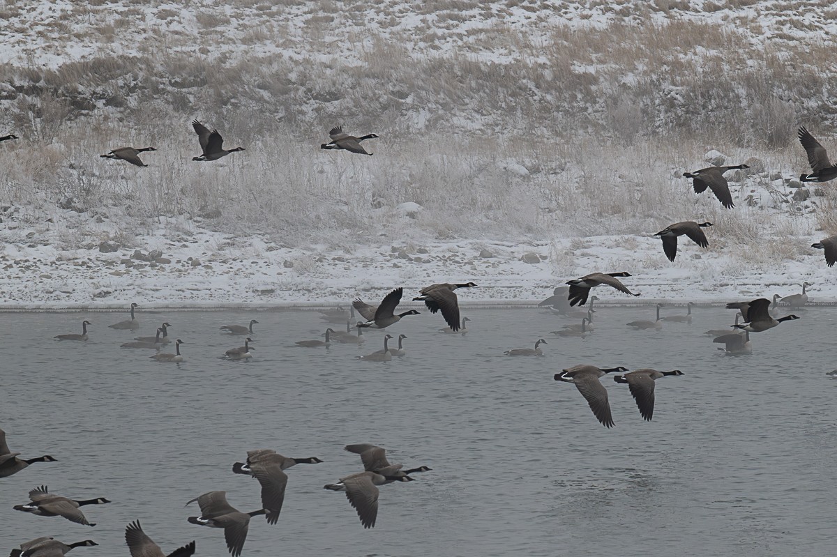 Canada Goose - ML646901497