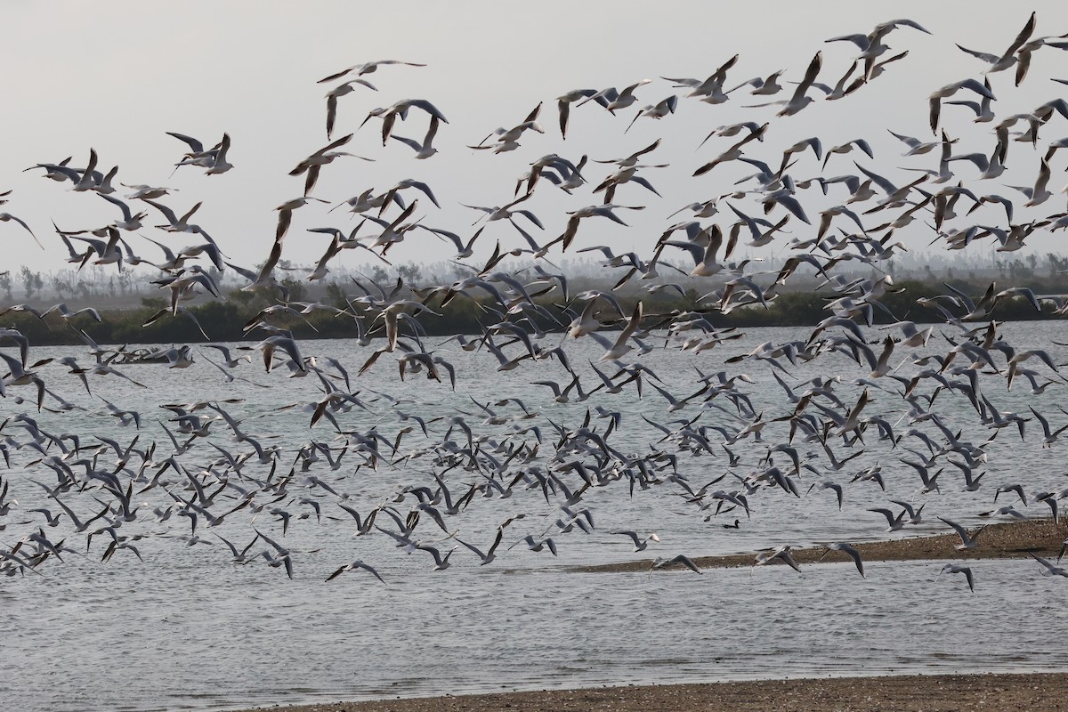 Gaviota Reidora - ML646901498