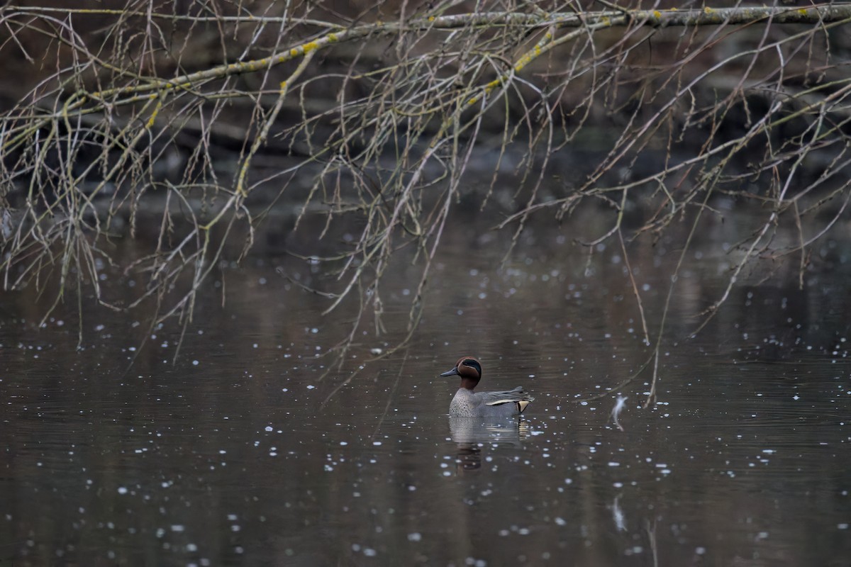 שרשיר - ML646901500