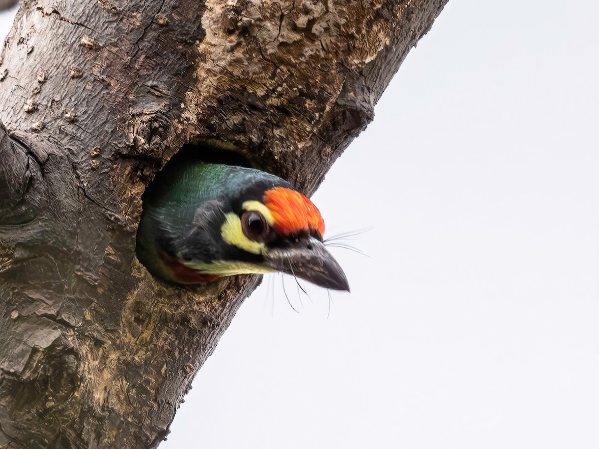 Coppersmith Barbet - ML646901502