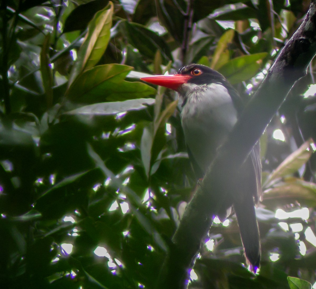 sundaisfugl - ML646901507