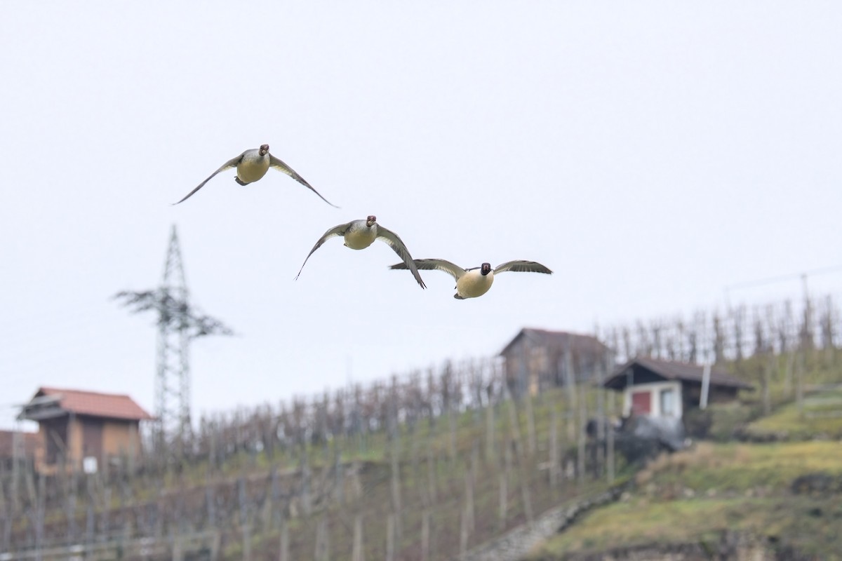 מרגון גדול - ML646901508