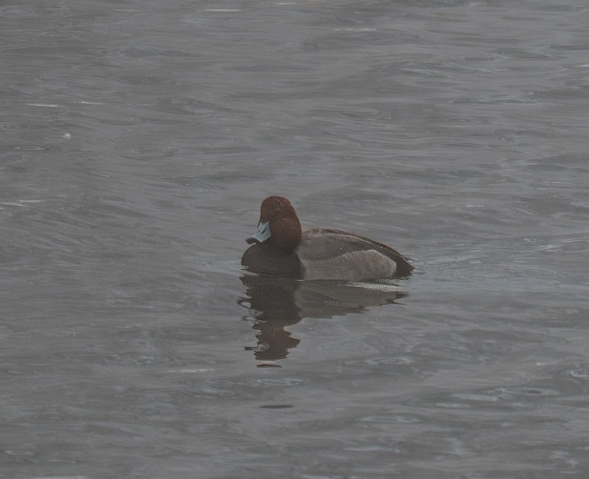 Redhead - ML646901515