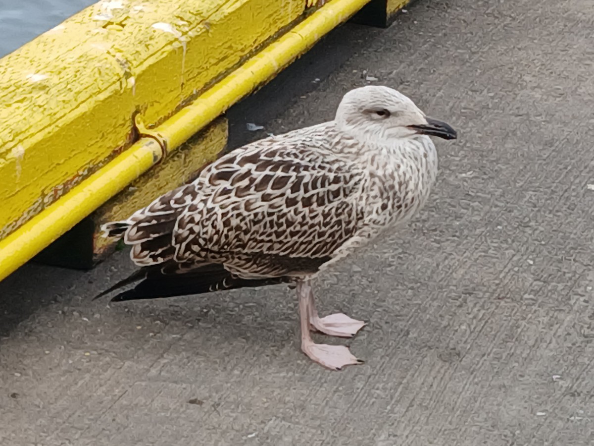Great Black-backed Gull - ML646901518