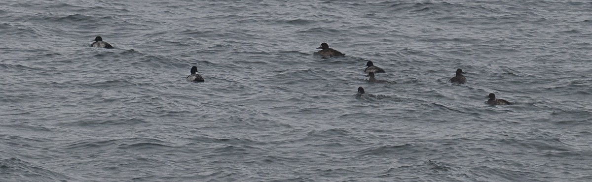 Greater Scaup - ML646901523