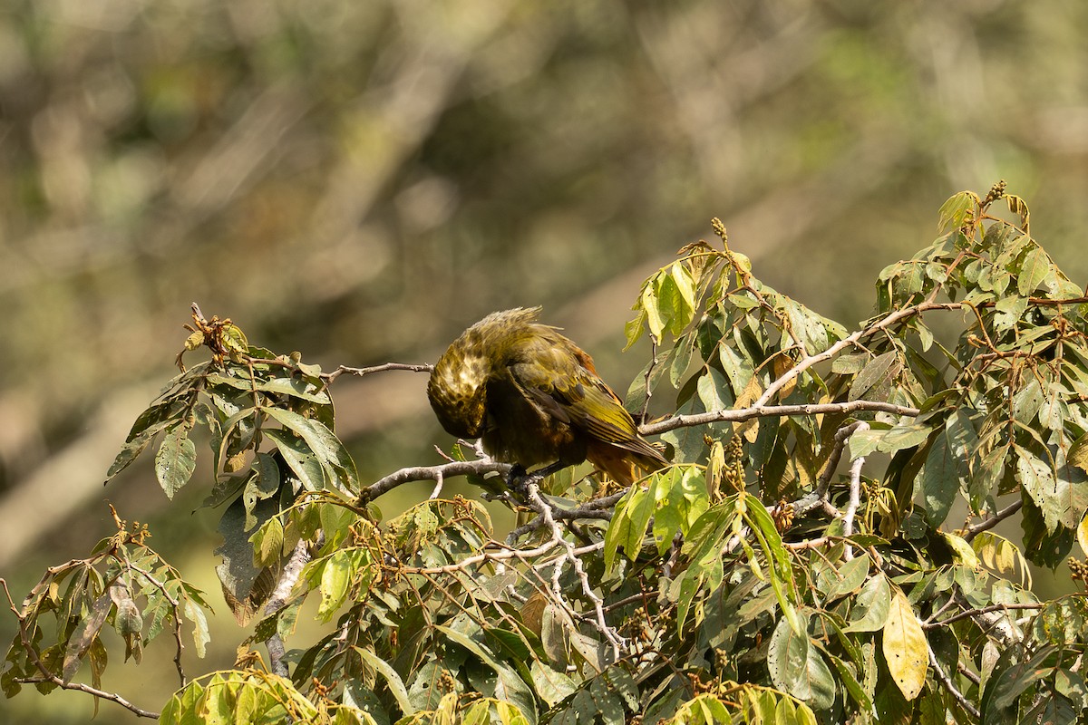 Dusky-green Oropendola - ML646901524