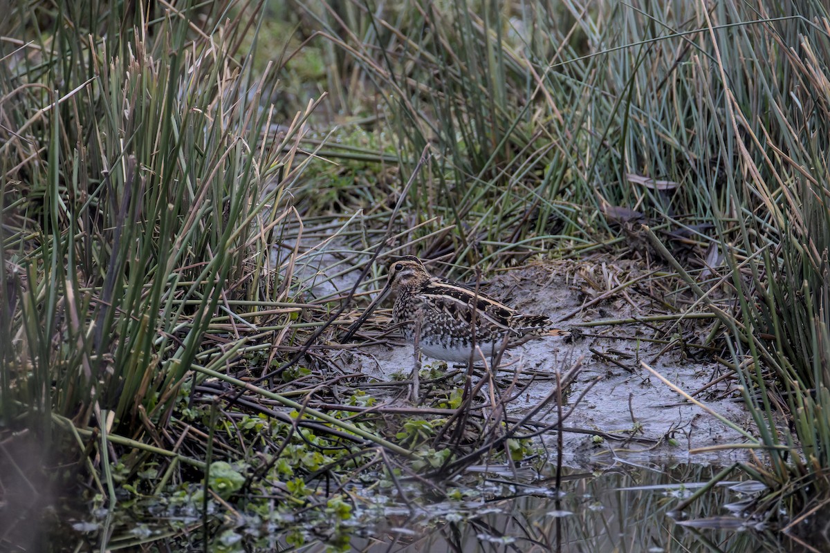חרטומית ביצות - ML646901529