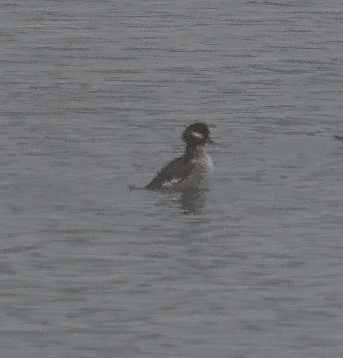 Bufflehead - ML646901533