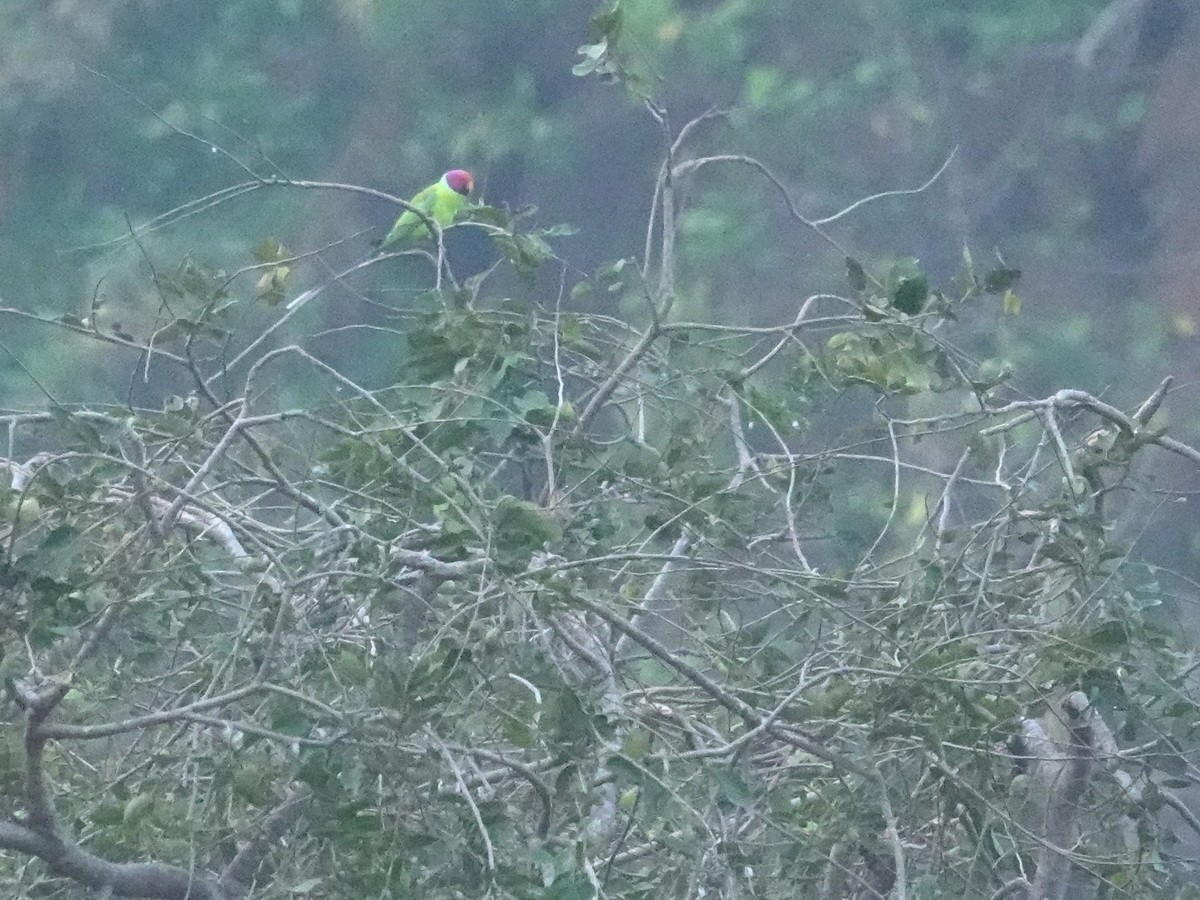 Plum-headed Parakeet - ML646901534