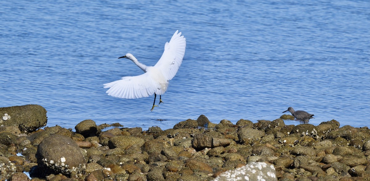 Snowy Egret - ML646901537