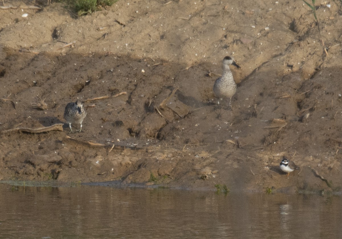 Zertzeta marmolairea - ML646901538