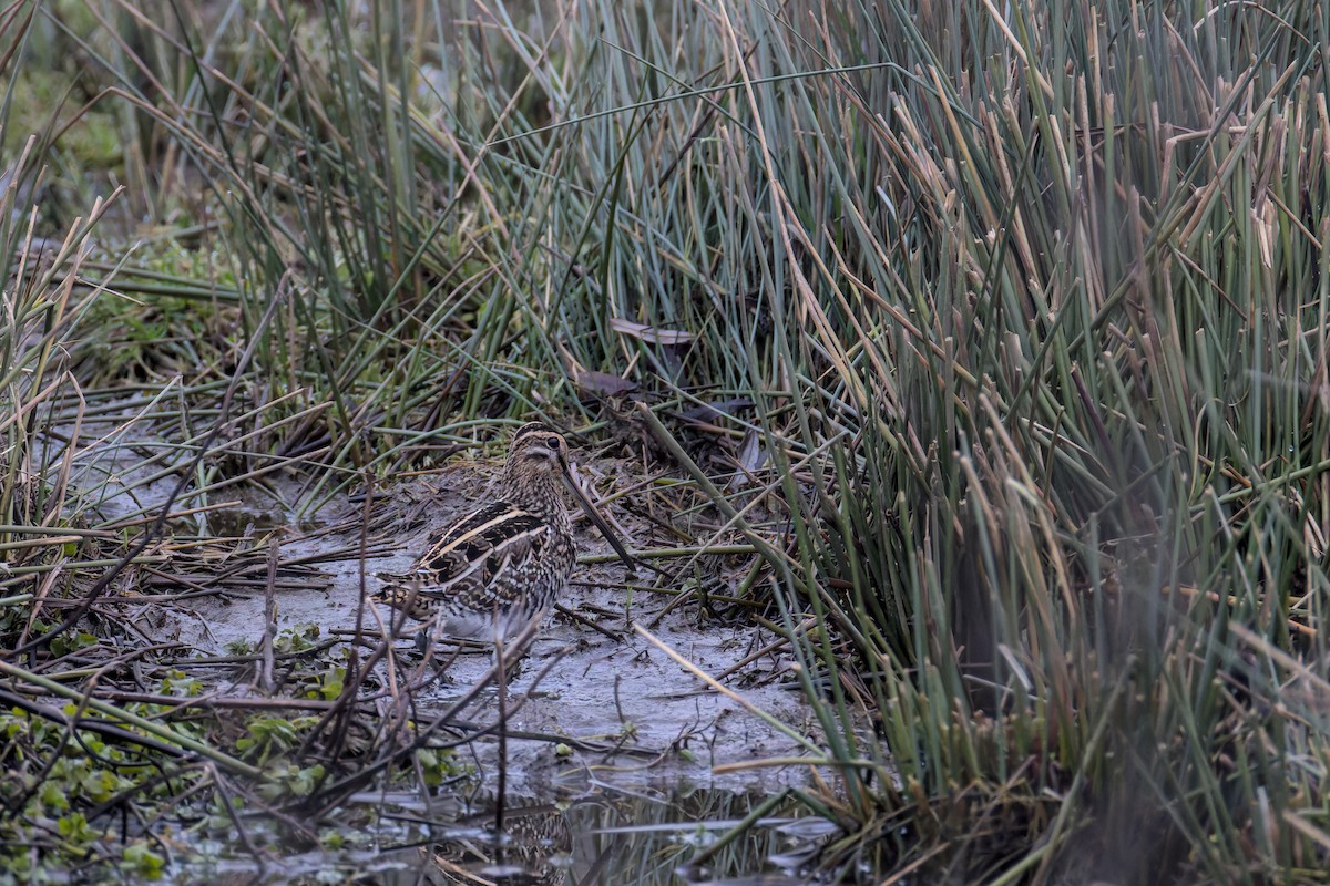 חרטומית ביצות - ML646901539