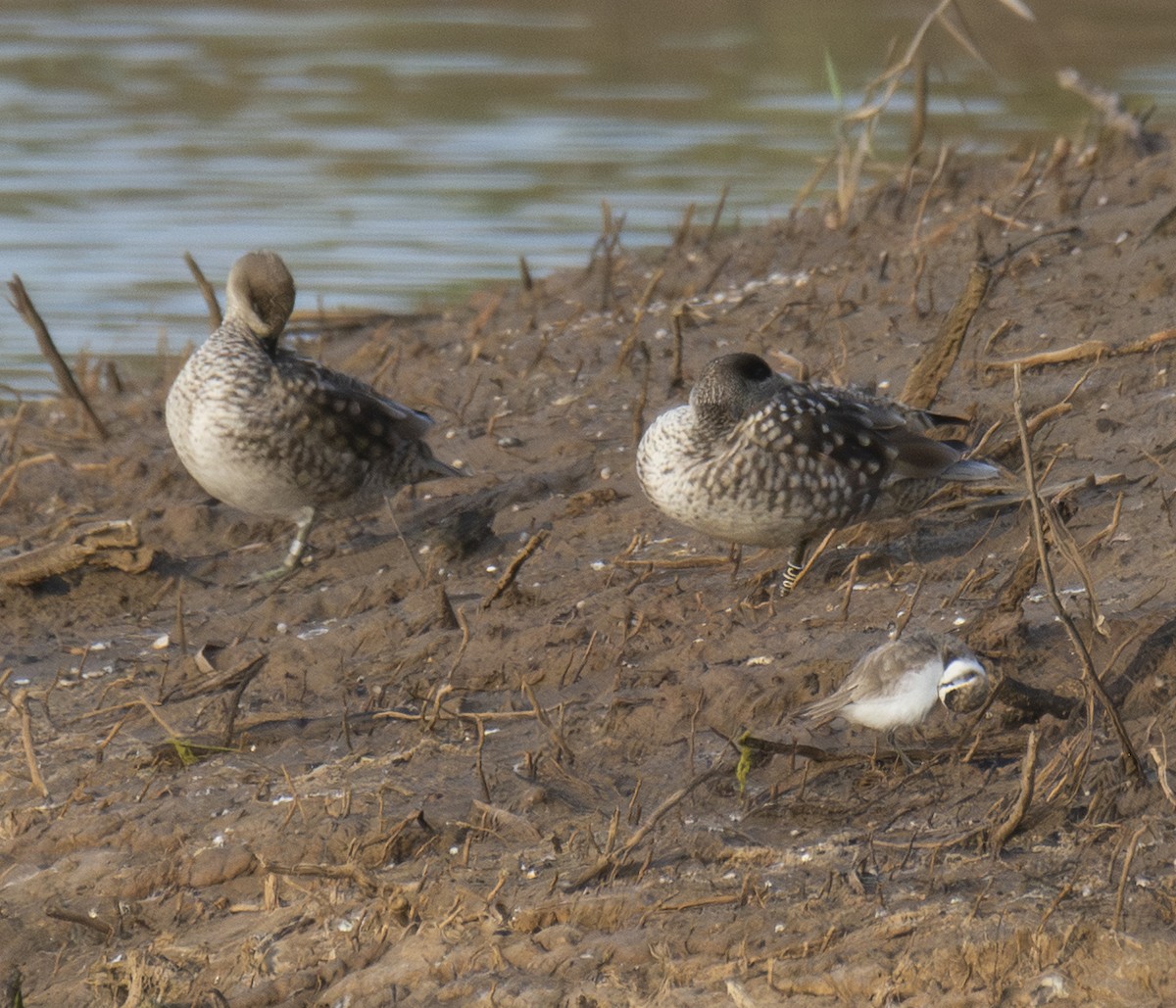 Zertzeta marmolairea - ML646901542