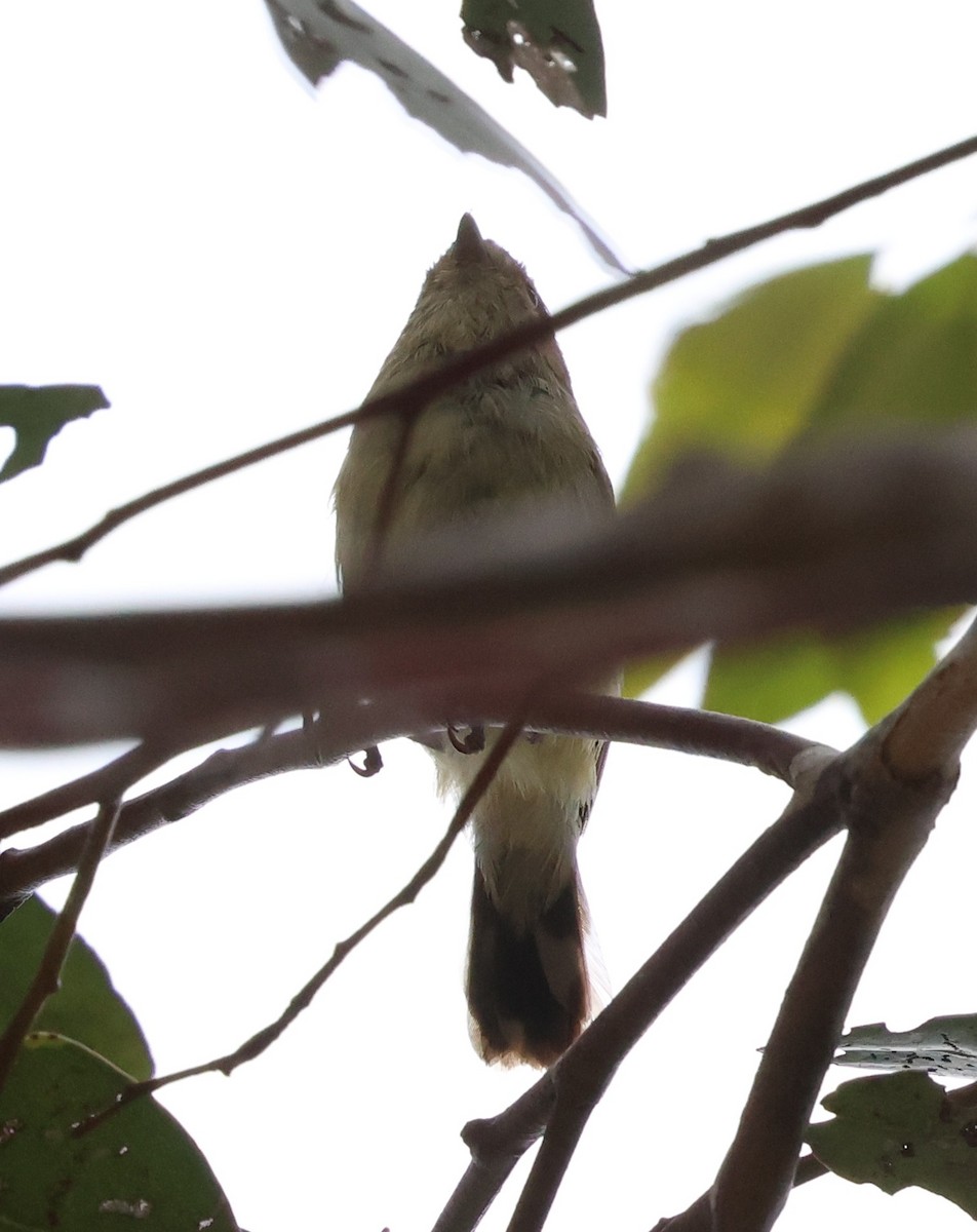 Stutzschnabel - ML646901548