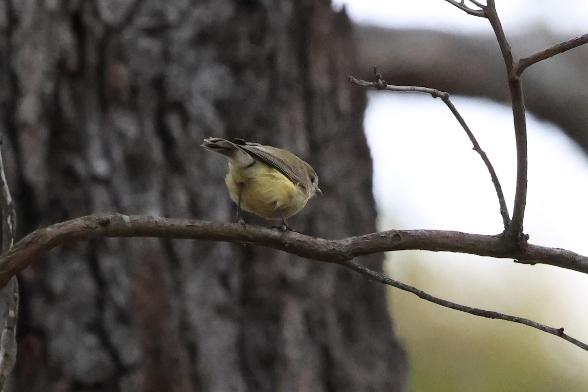 Stutzschnabel - ML646901549