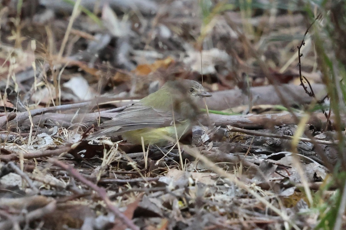 Stutzschnabel - ML646901550