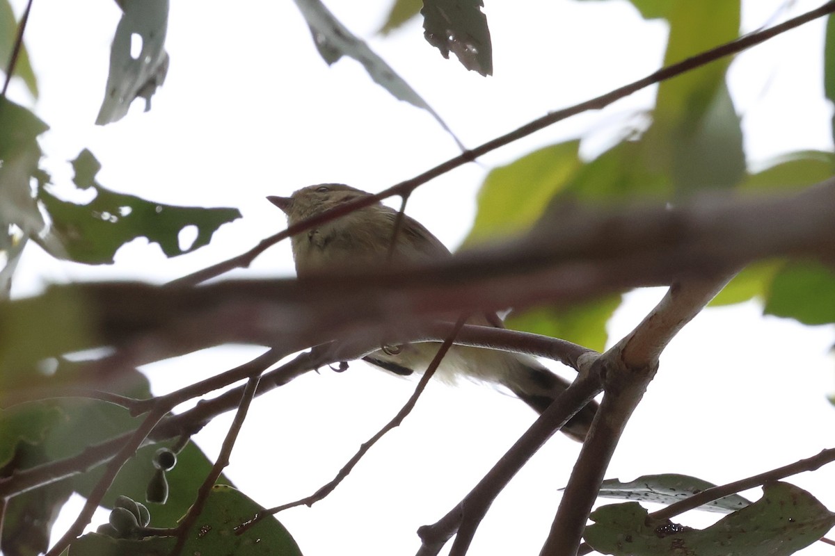 Stutzschnabel - ML646901551