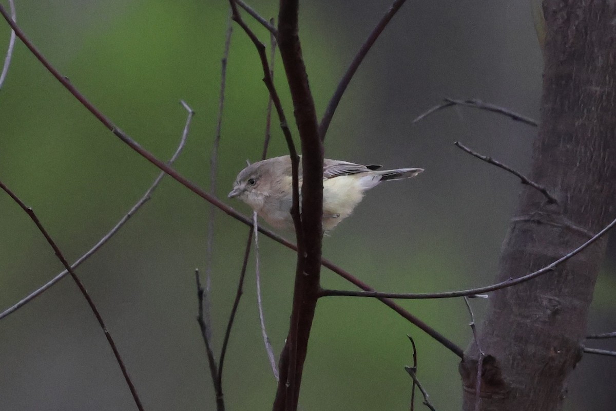 Stutzschnabel - ML646901552