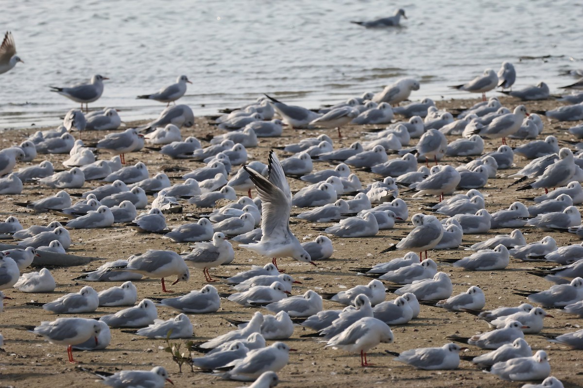 Gaviota Reidora - ML646901555