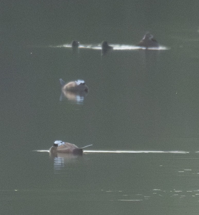 Ahate buruzuria - ML646901558