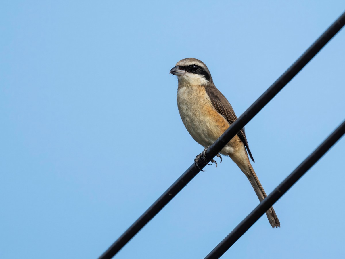 Ухаа дунхай - ML646901561