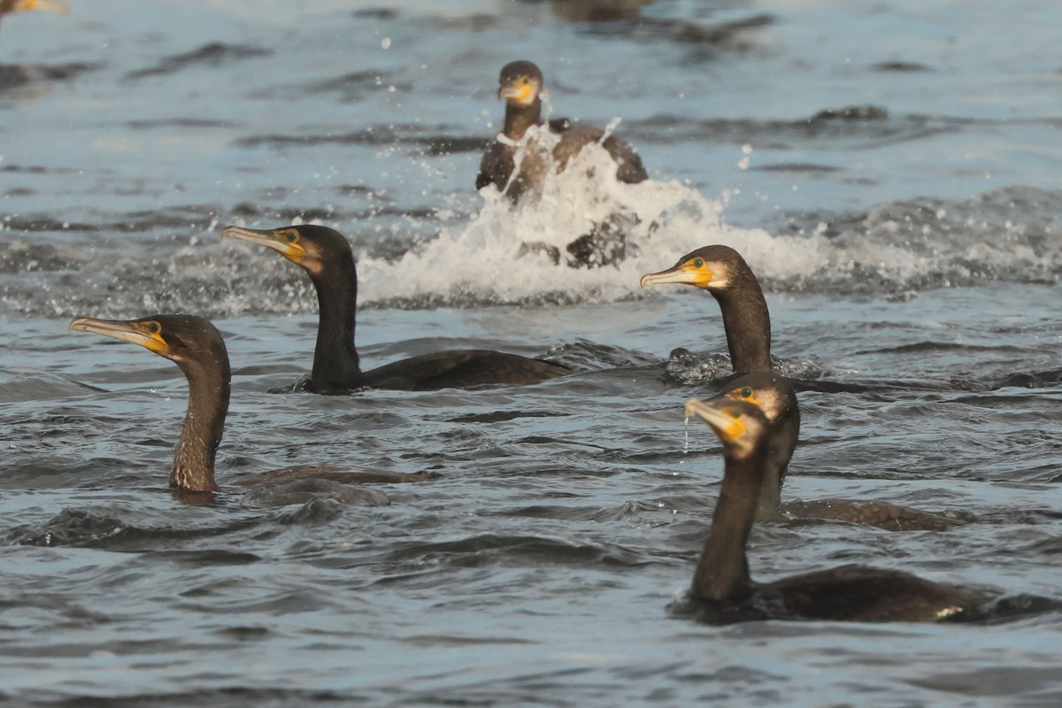 Great Cormorant - ML646901563